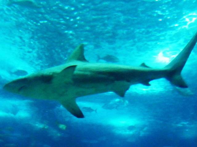 Bestand:Oceanario-Hai-02.jpg
