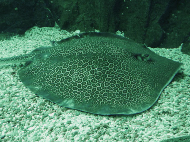 Bestand:Oceanario-Rochen-01.jpg