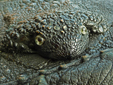Bestand:Ochsenfrosch-0001.jpg