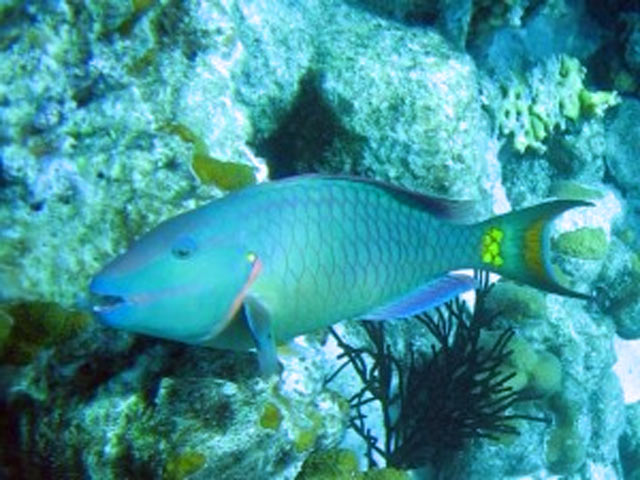 Bestand:Papageienfisch-01.jpg