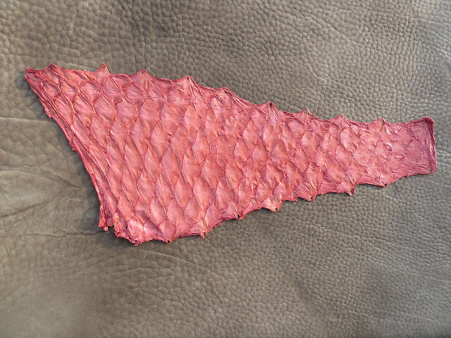 Bestand:Papageienfisch-02.jpg