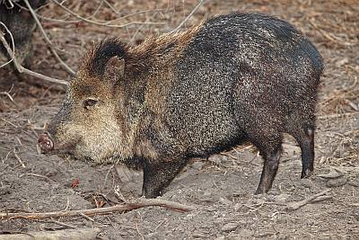Bestand:Peccary.jpg