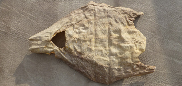 Bestand:Perlhai-00.jpg