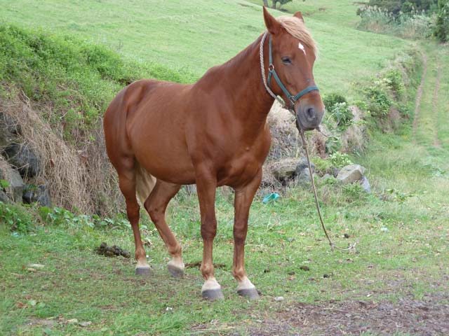 Bestand:Pferd-01.jpg