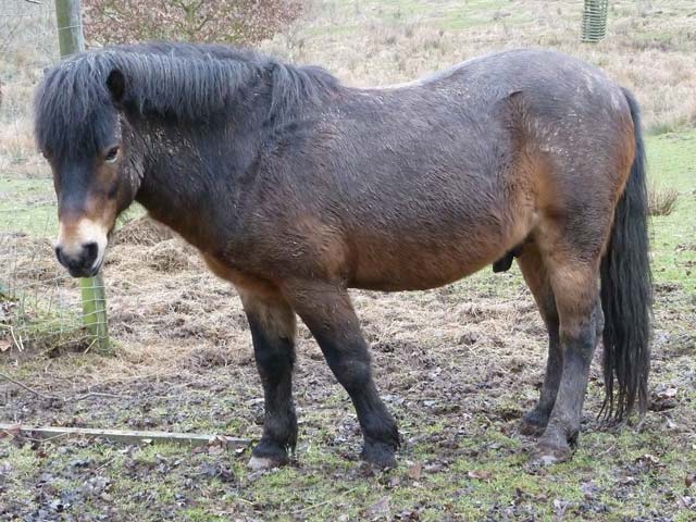 Bestand:Pferd-02.jpg