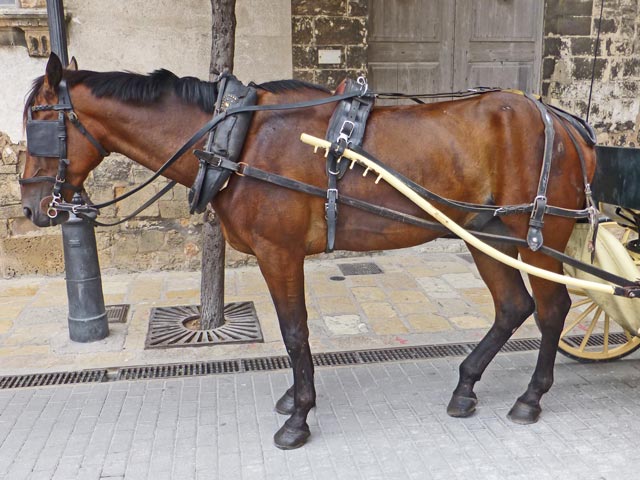 Bestand:Pferd-Zaumzeug-01.jpg
