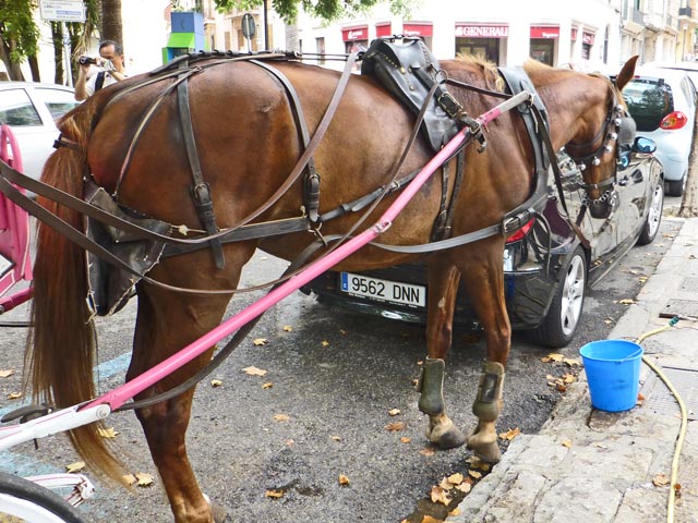 Bestand:Pferd-Zaumzeug-03.jpg