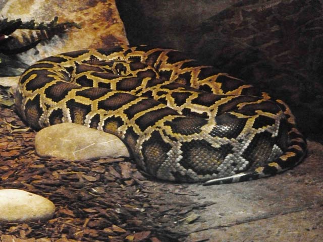 Bestand:Python-01.jpg