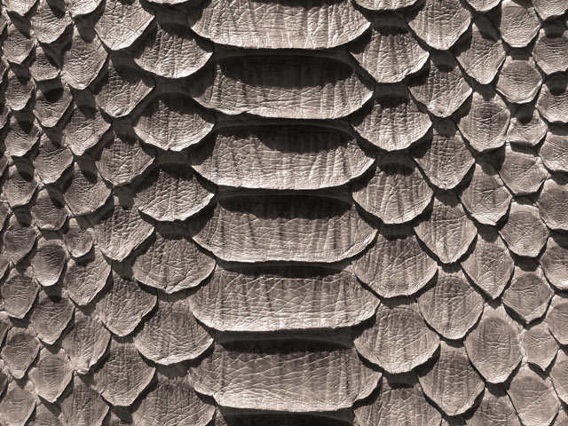 Bestand:Python-02.jpg