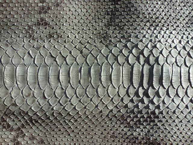 Bestand:Python-04.jpg