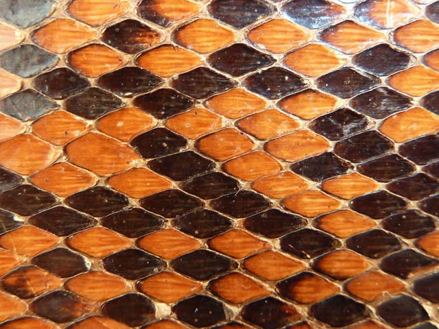 Bestand:Python-12.jpg