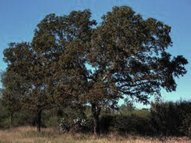 Bestand:Quebracho-01.jpg