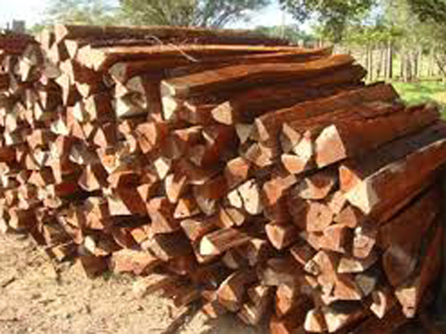 Bestand:Quebracho-02.jpg