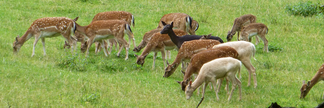 Bestand:Rehe-03.jpg