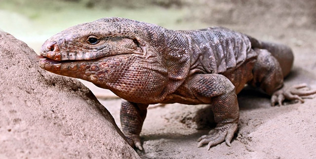 Bestand:Reptilien-01.jpg