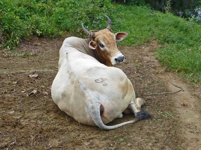 Bestand:Rind-Brandzeichen-Brasilien-01.jpg