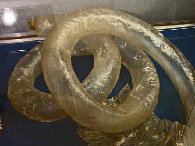 Bestand:Robbendarm-02-Ledermuseum-Offenbach.jpg