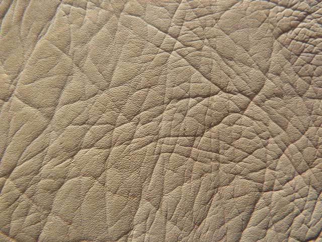 Bestand:Robbenleder-004.jpg