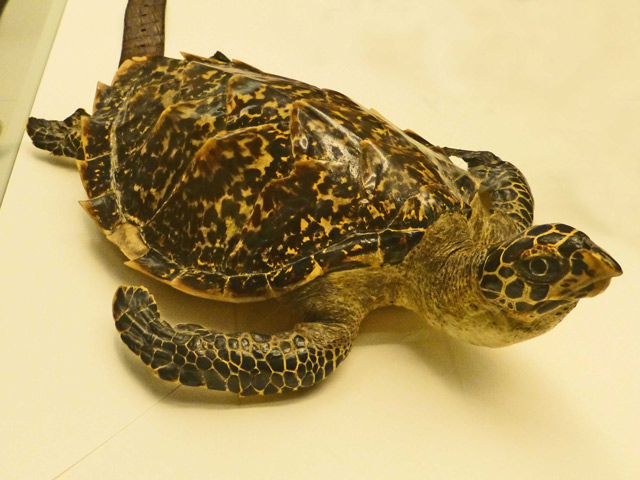 Bestand:Schildkrötenleder-01.jpg