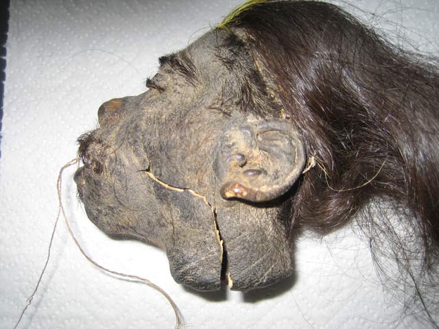 Bestand:Schrumpfkopf-02.jpg