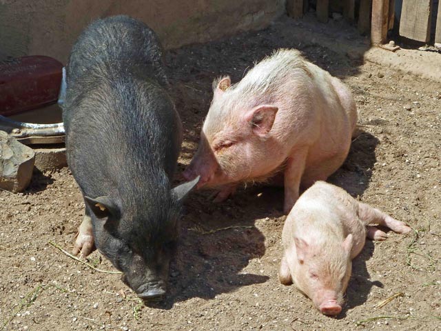 Bestand:Schwein-02.jpg