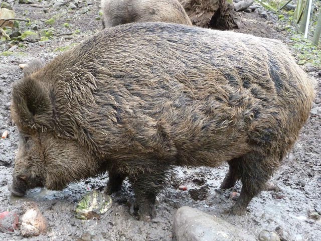 Bestand:Schwein-Wildschwein-01.jpg