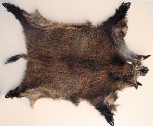 Bestand:Schwein-Wildschwein-02.jpg