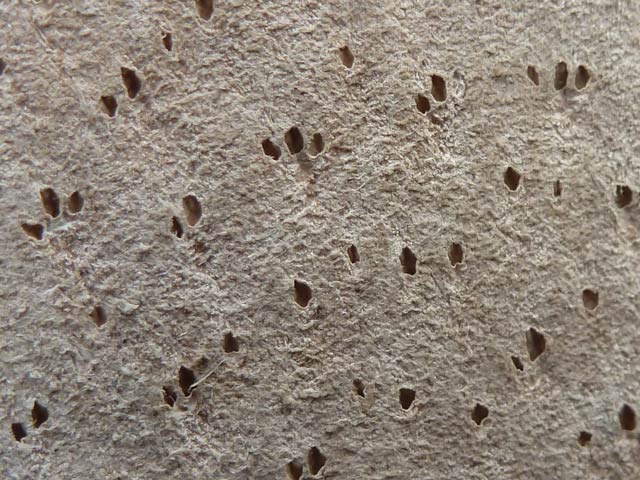 Bestand:Schweinsleder-Velour-01.jpg