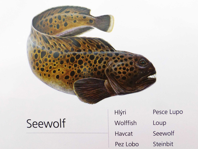 Bestand:Seewolf-001.jpg