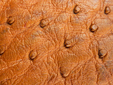 Straussenleder-0001.jpg