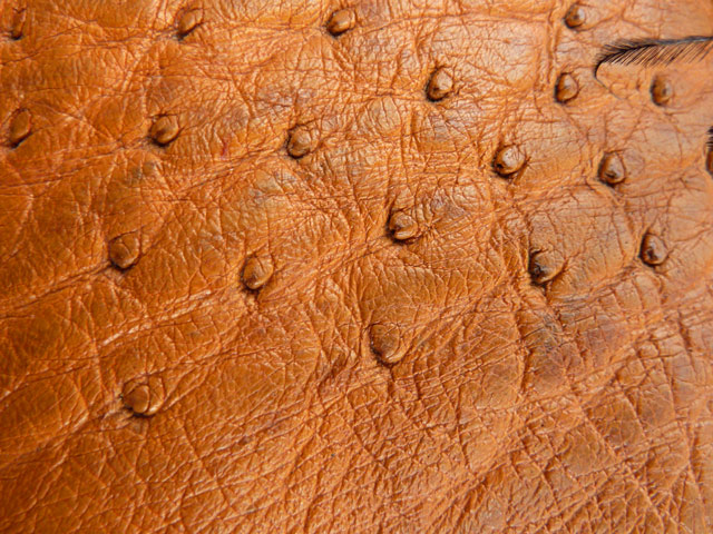 Bestand:Straussenleder-02.jpg