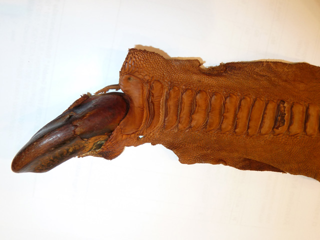 Bestand:Straussenleder-Fuss-005.jpg