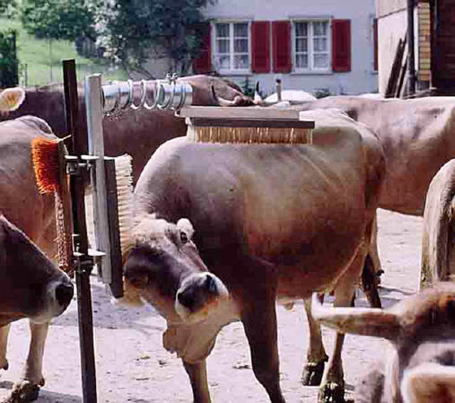 Bestand:Striegelrisse-02.jpg