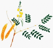 Bestand:Tara02.jpg