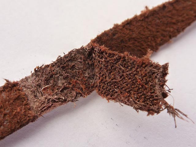 Bestand:Tarsan-Leder-05.jpg