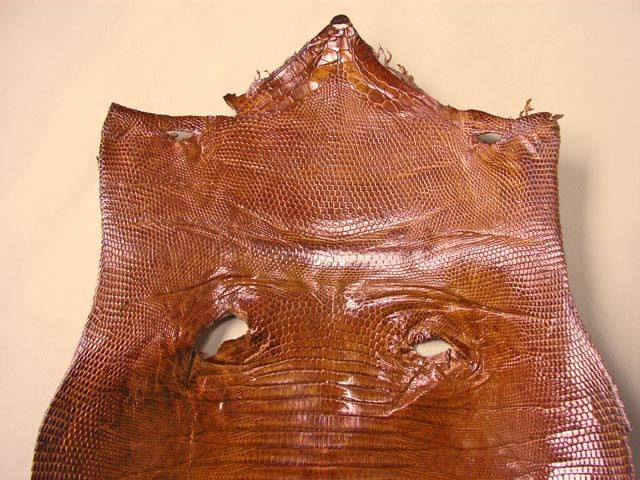 Bestand:Teju-Eidechse-02.jpg