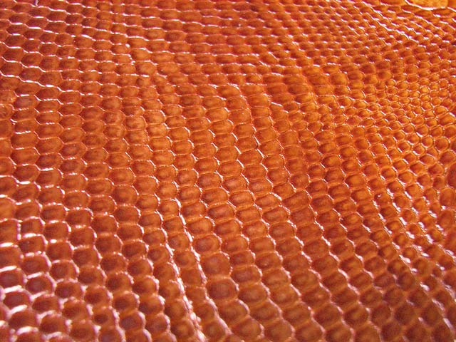 Bestand:Teju-Eidechse-03.jpg