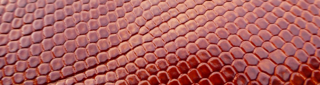 Bestand:Teju-Eidechse-05.jpg