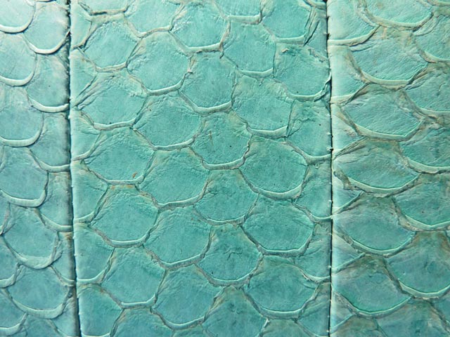 Bestand:Tilapia-02.jpg