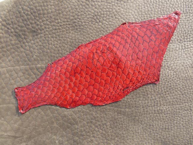 Bestand:Tilapia-03.jpg