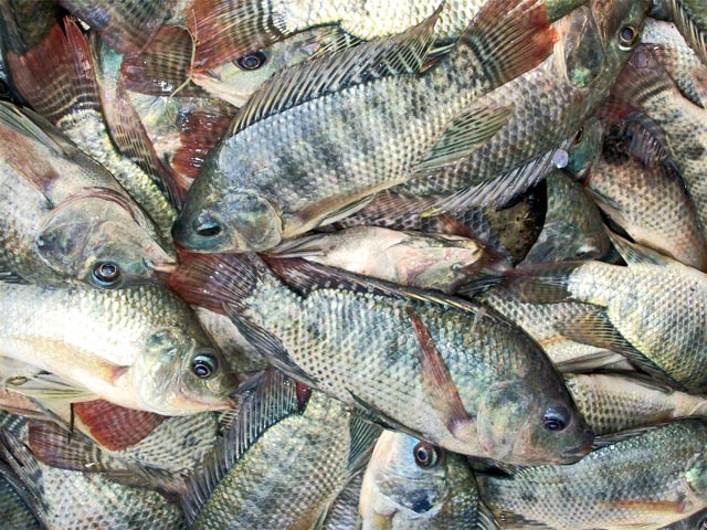 Bestand:Tilapia-05.jpg