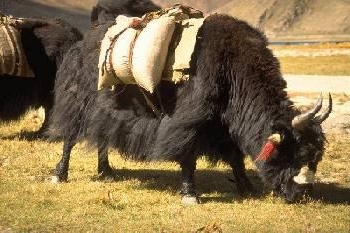Bestand:Yak01.jpg