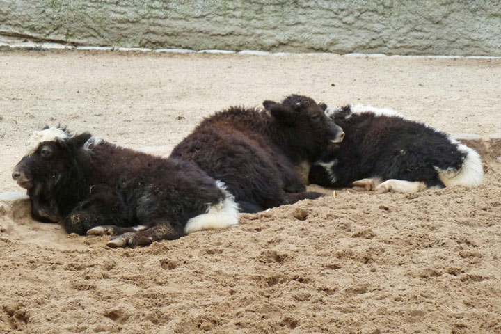 Bestand:Yak04.jpg