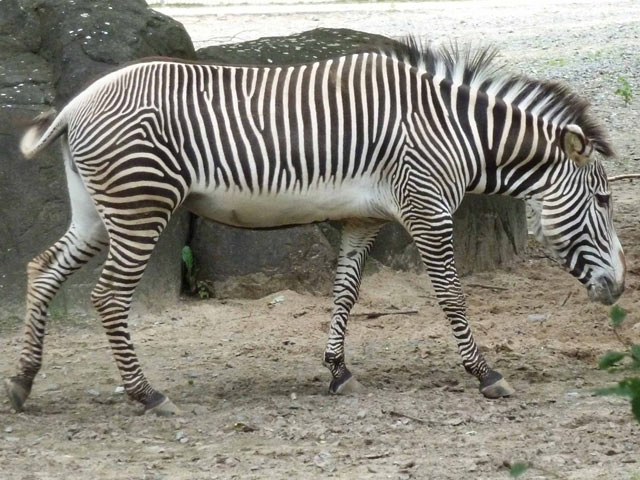 Bestand:Zebra-01.jpg