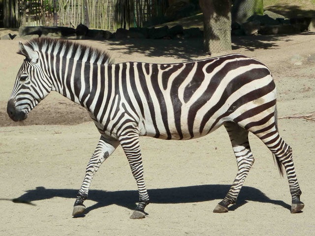 Bestand:Zebra-02.jpg