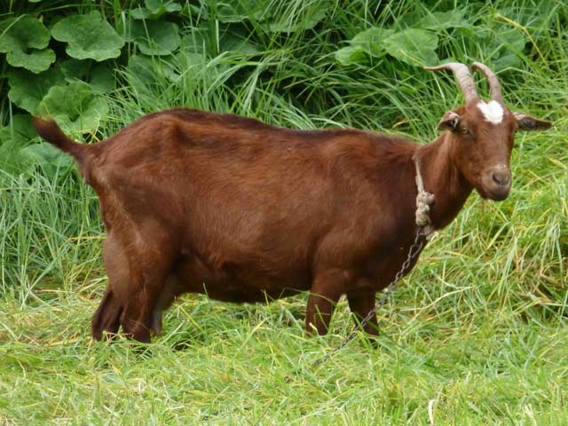 Bestand:Ziege-04.jpg