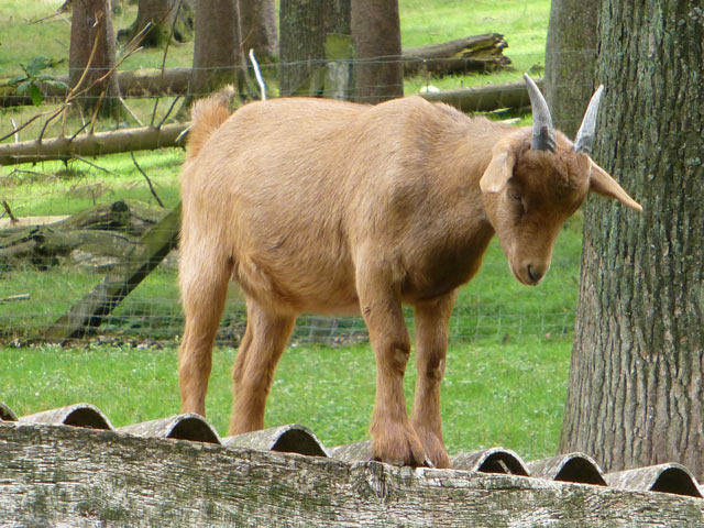 Bestand:Ziege-06.jpg