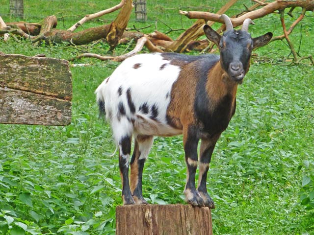 Bestand:Ziege-07.jpg