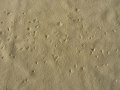 Dasselfliege-07.jpg