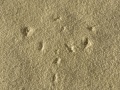 Dasselfliege-08.jpg